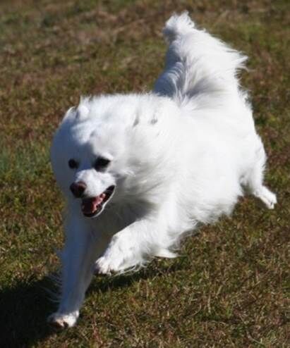 teddy running.jpeg